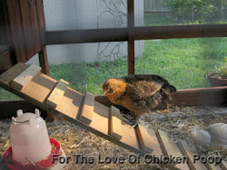 chicken coop ramp building poop run