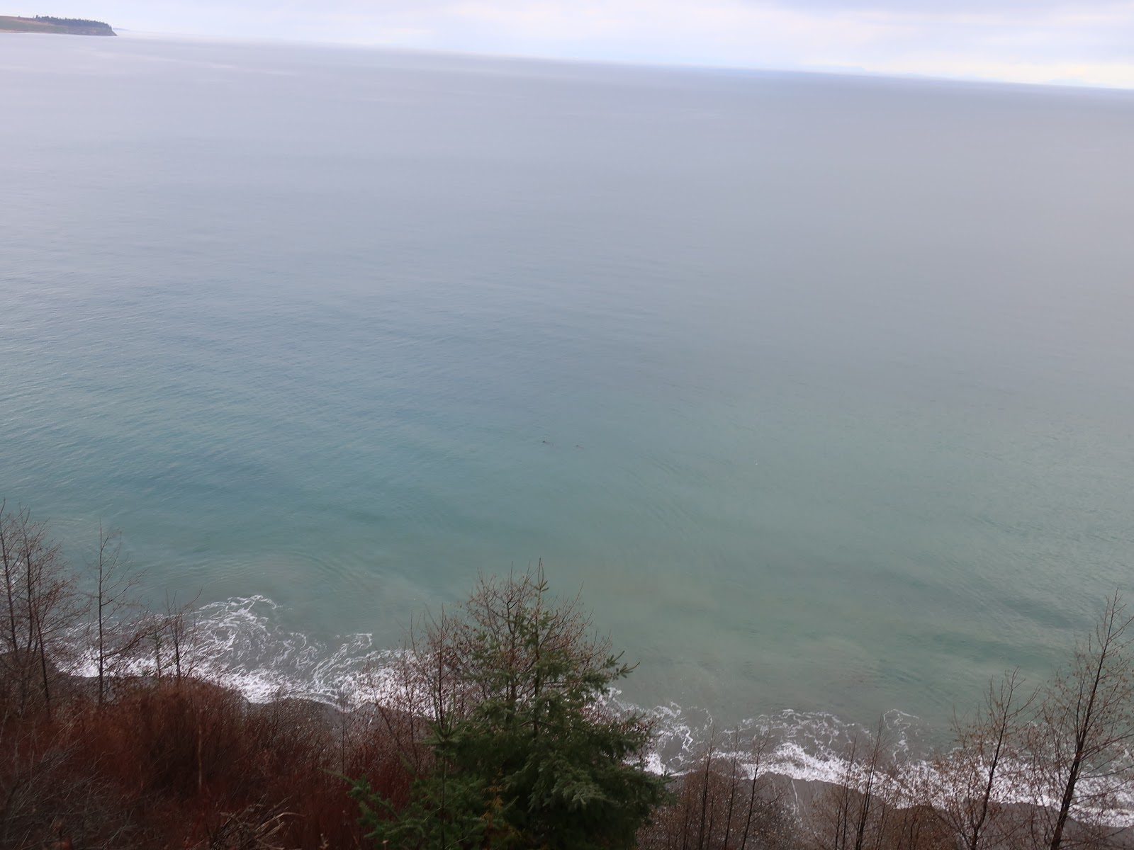 Reading the Washington Landscape: Sea Otter Off the Quimper Peninsula