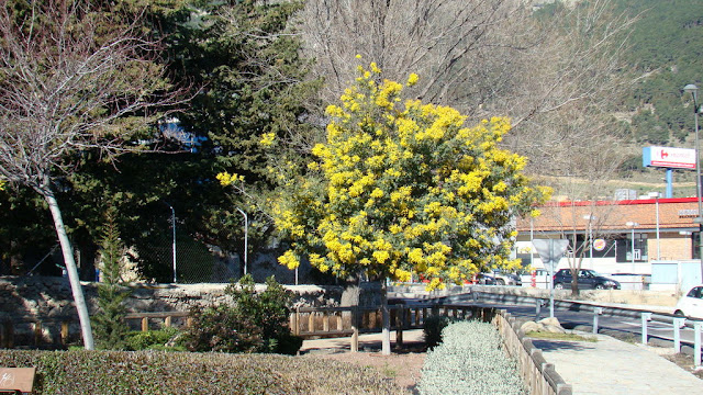 Mimosa (Acacia dealbata Link.) en flor.