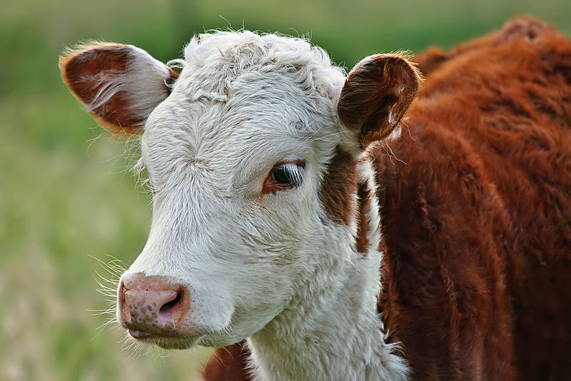 Mammals Animals: Hereford Calf Portrait