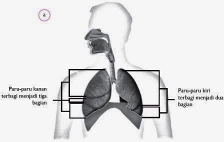 Human Respiratory Organs