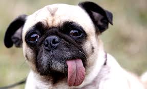 PA TZE: GOLONGAN SHIO ANJING