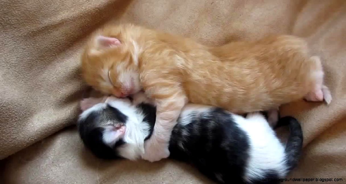 Funny Best Kitty Hug