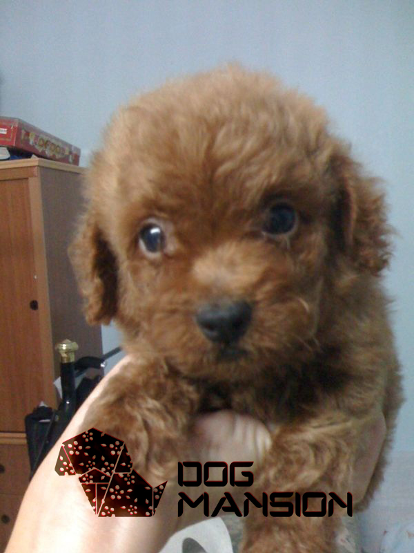 Dog Mansion [SOLD] DARK BROWN Toy Poodle For Sale