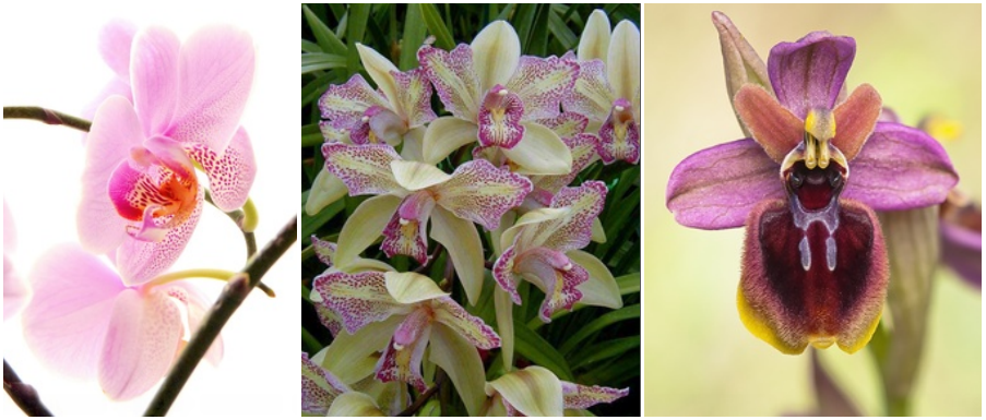 farangullas: octubre 2013