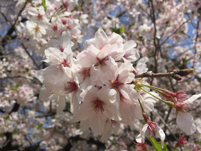 2016年の東京都文京区の桜