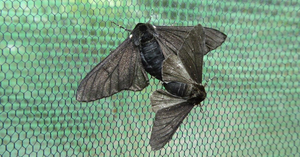 'Jumping gene' took peppered moths to the dark side in Industrial