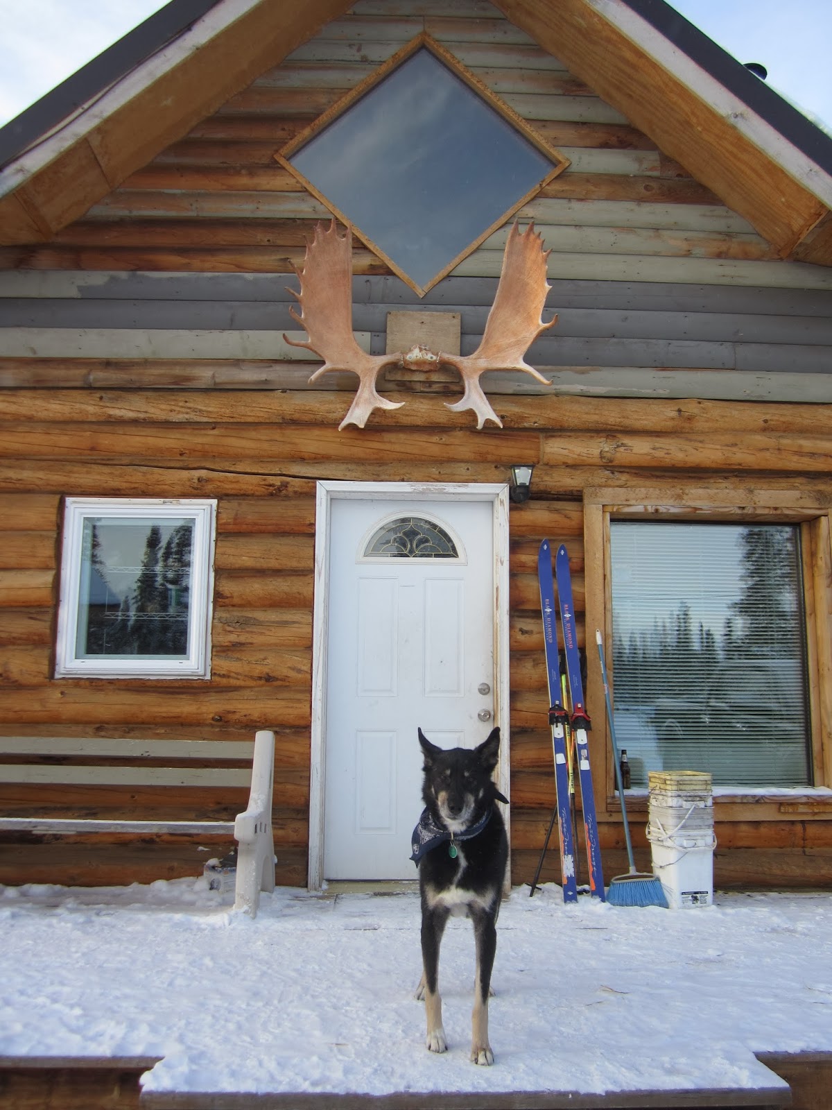 Sophie in Alaska (Iditarod 2014) Jeff King Kennels & the beautiful
