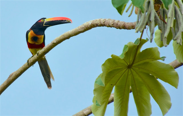 Toucans et trogons du Costa Rica DSC_3025