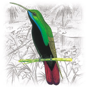 Beija-Flor-Preto (Anthracotorax nigricollis)