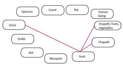 Class 3 Evs Chapter 19 Our Friends Animal Additional Exercises In Line With Ncert Book Cbse Syllabus