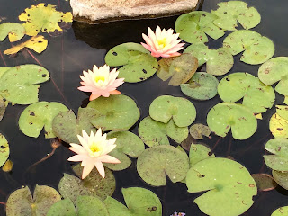 water plants in spring water plants in spring