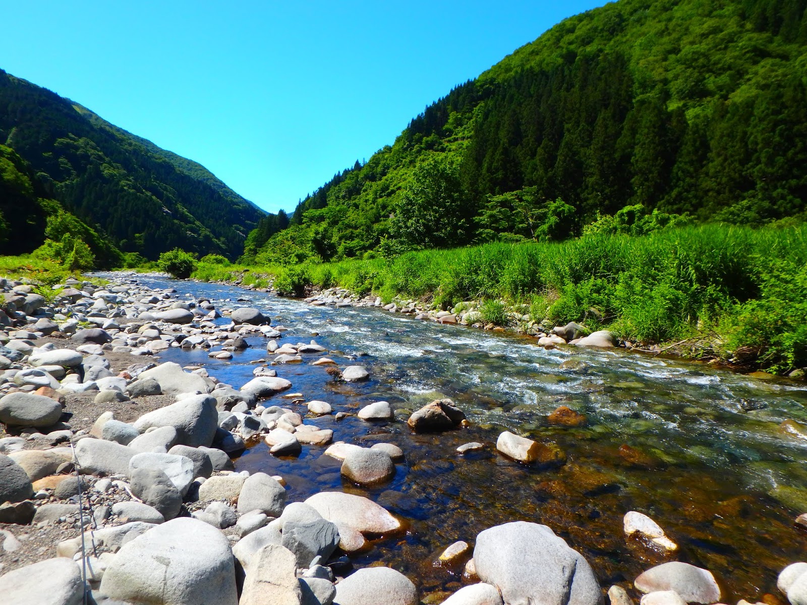 この川をさかのぼり ほぼボ ズ 根尾西谷川釣行
