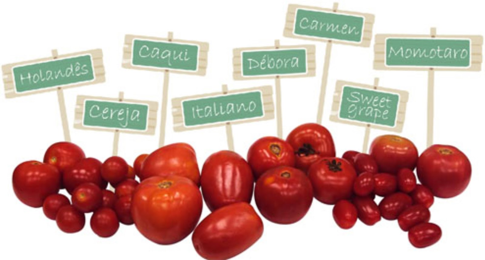Ozana Herrera Tomate Um legume ou uma fruta? Ozana Herrera Tomate Um legume ou uma fruta?