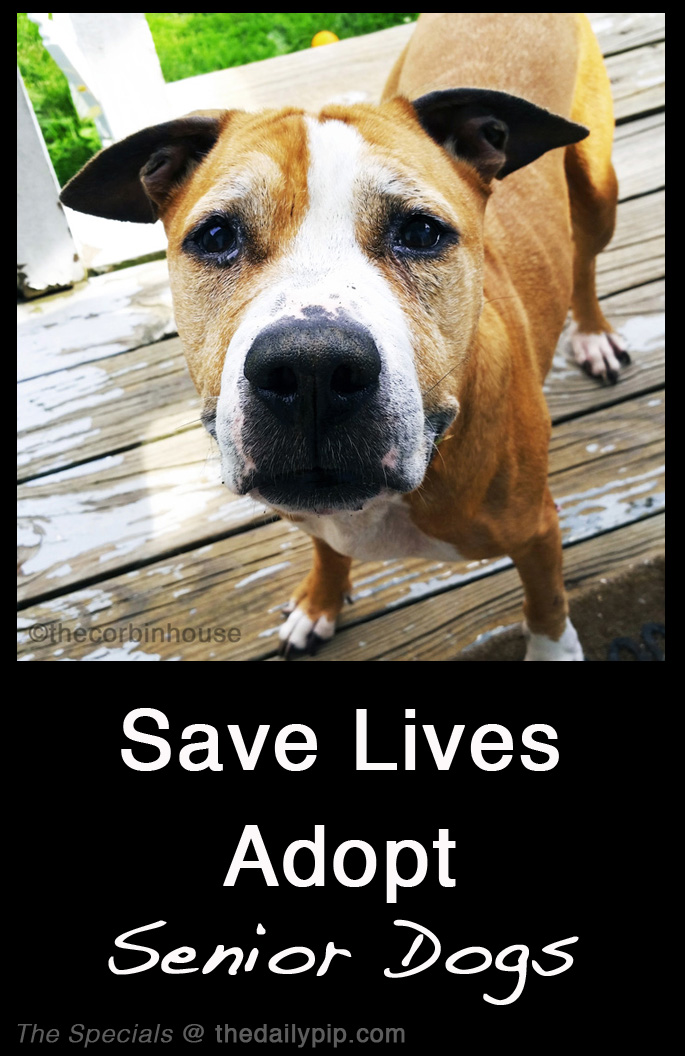 special needs adoption adopting senior dogs