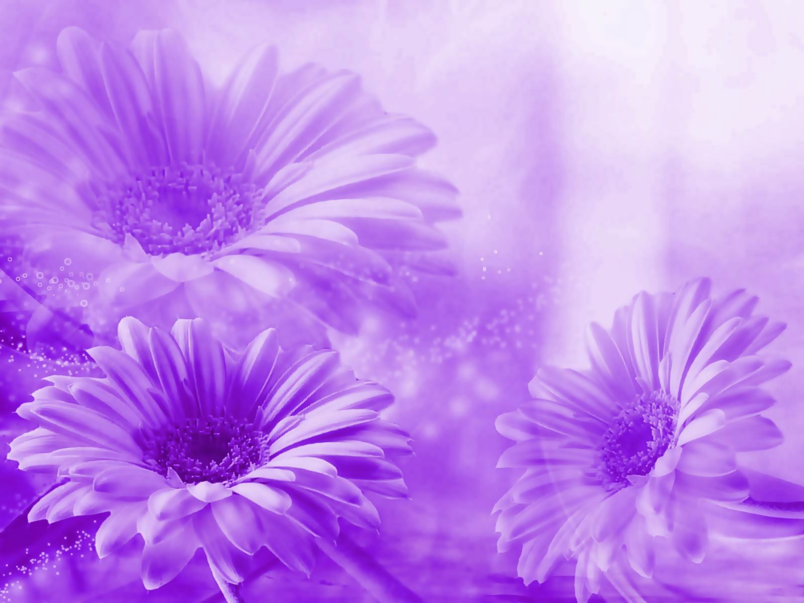 wallpapers flowers,fondos flores colores pasteles