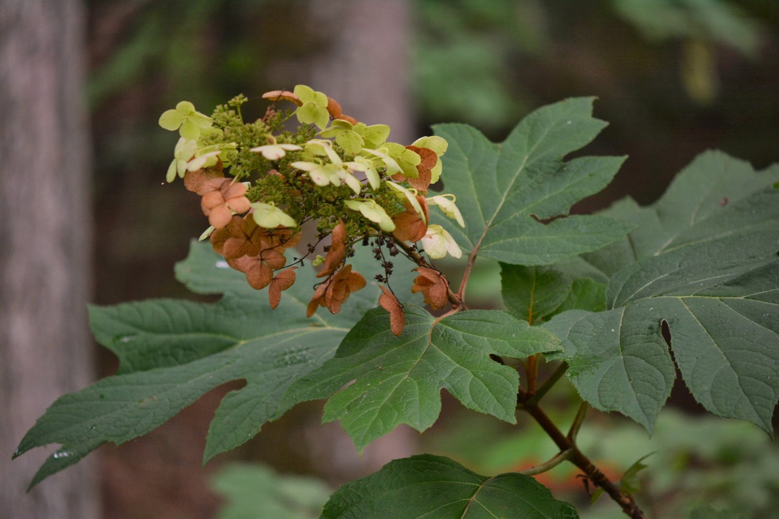 Nature Rambling Ramble Report August 11 2016