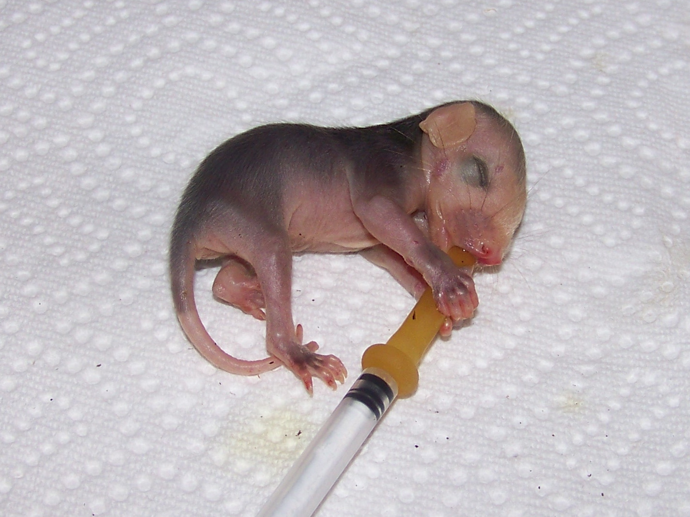 Nutkin's Nursery Opossums