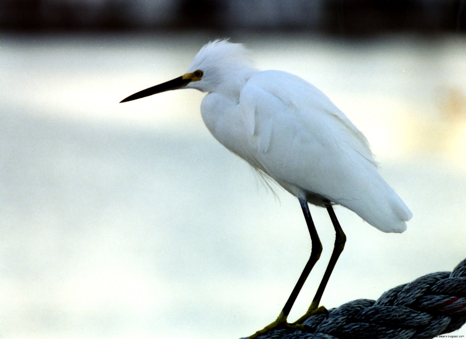 Birds Snowy Egret hd wallpaper 221863