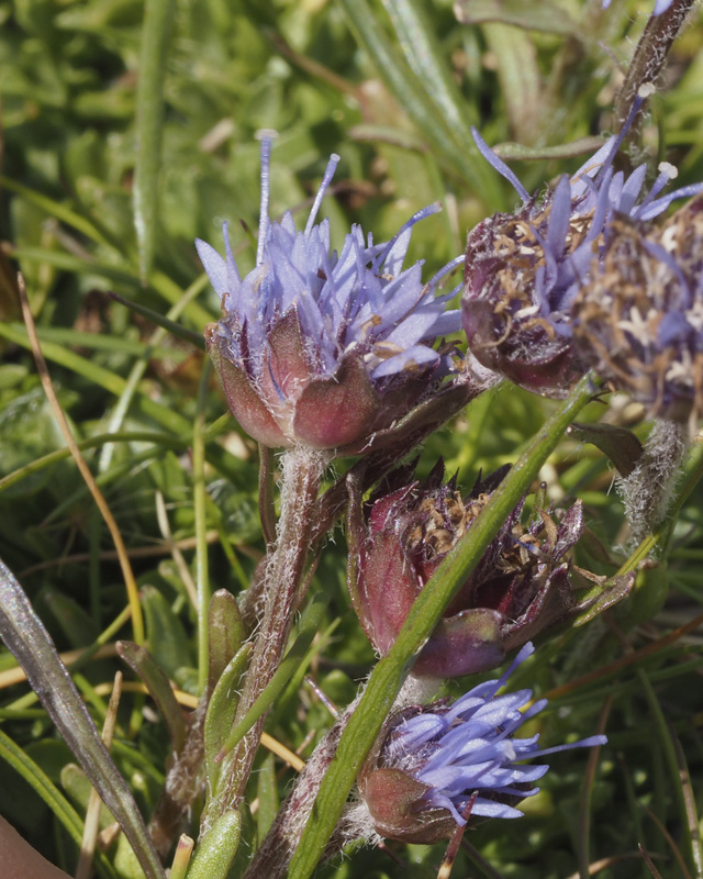 Paseos por la naturaleza Jasione crispa