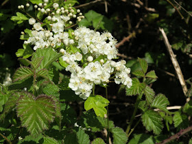 Hawthorn flowers and bramble leaves.