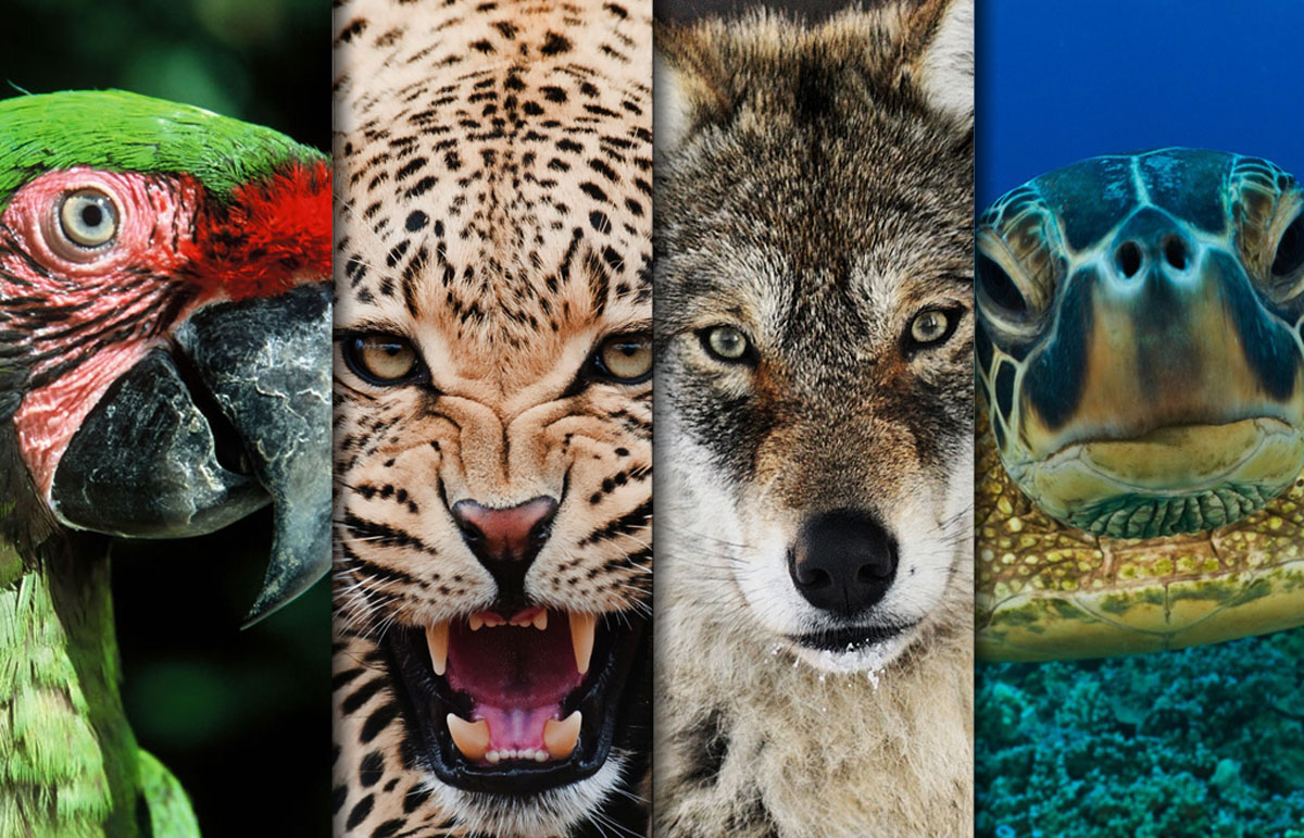 Conservación de especies Conservación de especies