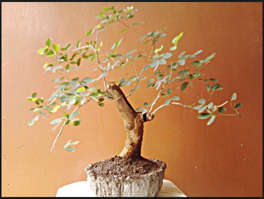 Tanaman Dan Bibit Bonsai Yang Bagus Dan Murah