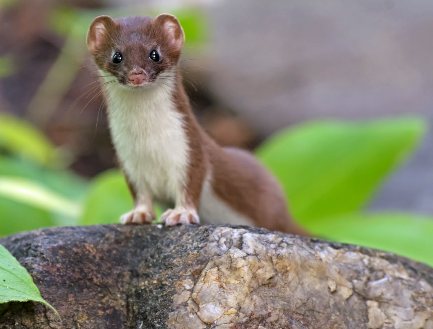 ALONE ON A WINDY RIDGE Today