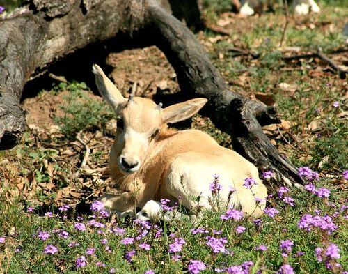 Baby Animals: Calf 4