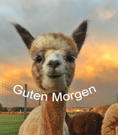 Alpaka Farm Nieplitzhof: Guten Morgen Alpaka