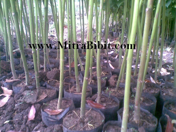 Foto Bibit Jabon CV Mitra Bibit Foto Bibit Jabon CV Mitra Bibit