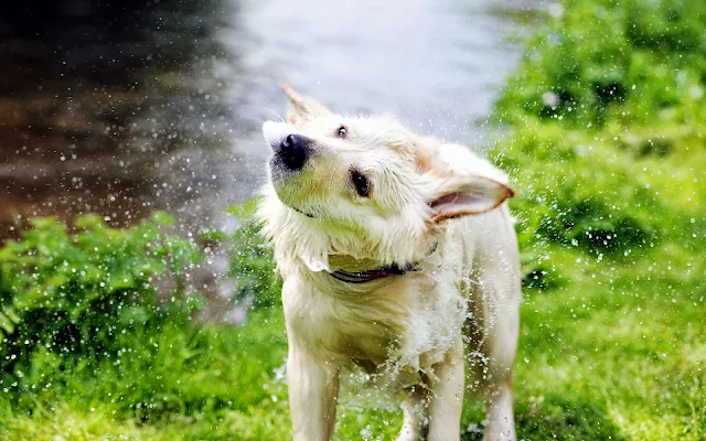 Hond schud het water van zich af