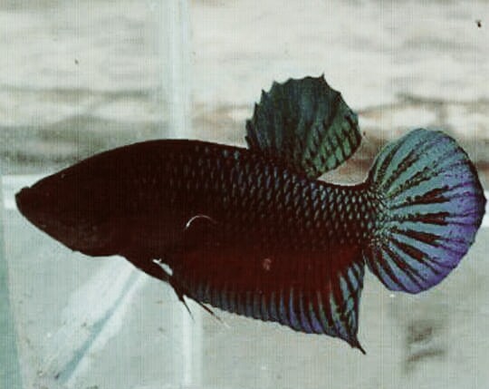 960 Koleksi Gambar Ikan Cupang Aduan Yang Bagus Gratis
