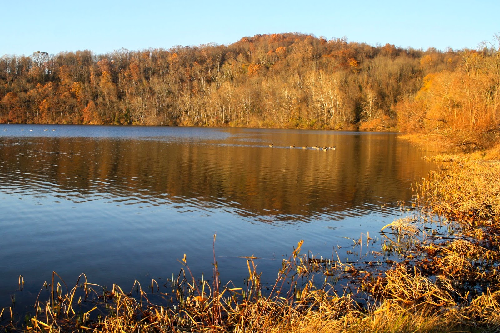 Natural MidAtlantic William Kain County Park A Catfish Named Thoreau