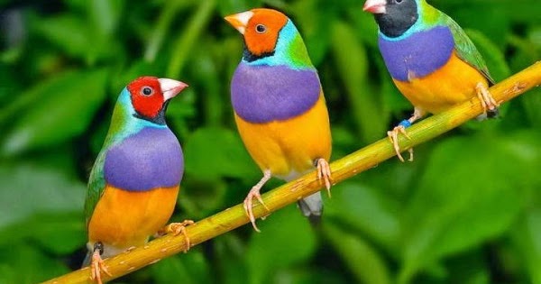 50 Gambar Hewan Ternak Hias Gratis Terbaik Gambar Hewan