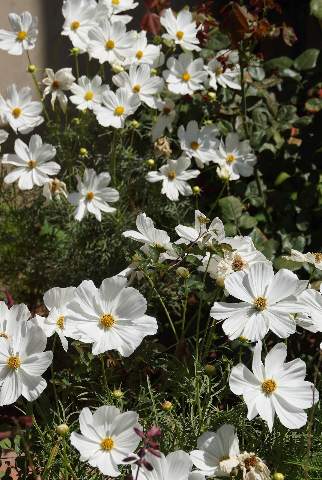 More Flowers, and This Was Dumb But I Have An Excuse