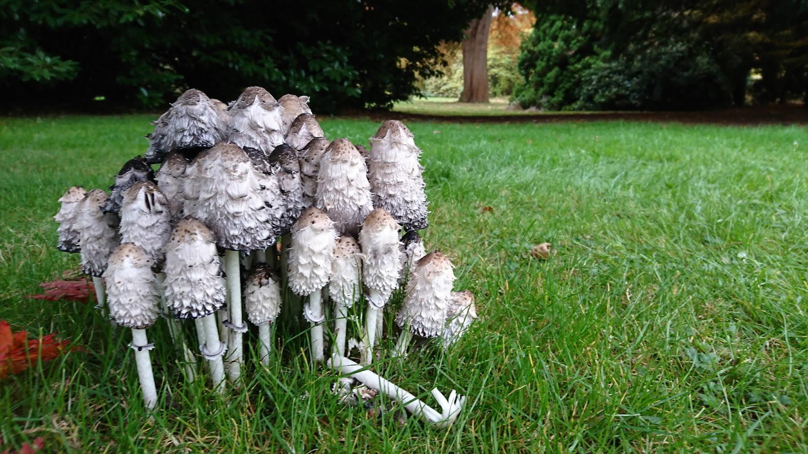 Trentham Gardens The Trentham Estate Staffordshire Paws across