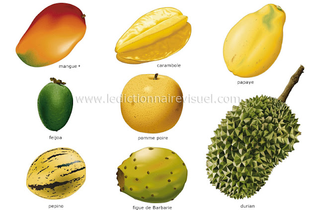 http://www.ikonet.com/fr/ledictionnairevisuel/alimentation-et-cuisine/alimentation/fruits/fruits-tropicaux-4.php