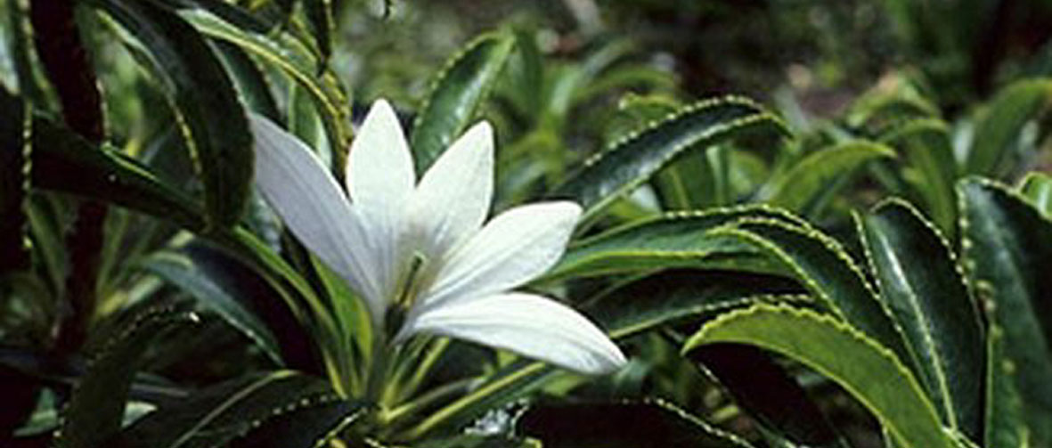 Tahiti, ses îles et autres bouts du monde Le Tiare Apetahi