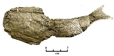 Arandaspis fossil