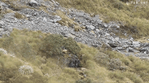 hiding.gif