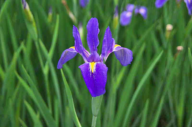 Okurareruka, Iris, flower, Kijoka, Okinawa