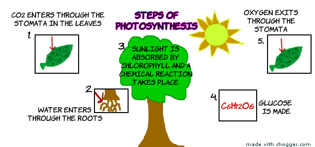 Do Plants Need Oxygen To Make Food Do Plants Need Oxygen To Make Food