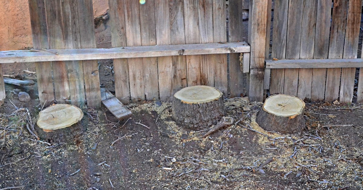 Lazy Gardening Killing Trees That Sprout From the Roots