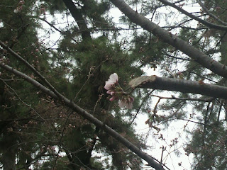 桜　春　自然素材　リフォームの季節
