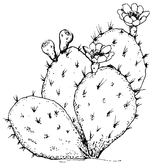 cactus images coloring pages - photo #17