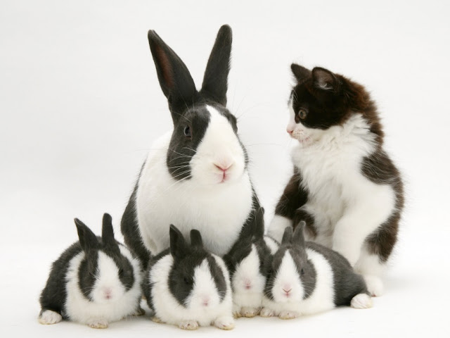 Bunny's and cat.
