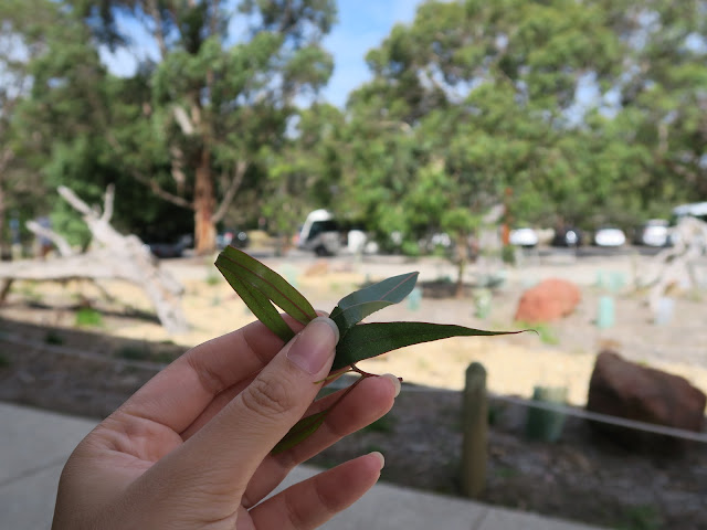 eucalyptus leaves,koala conversation centre,  philip island, melbourne, australia