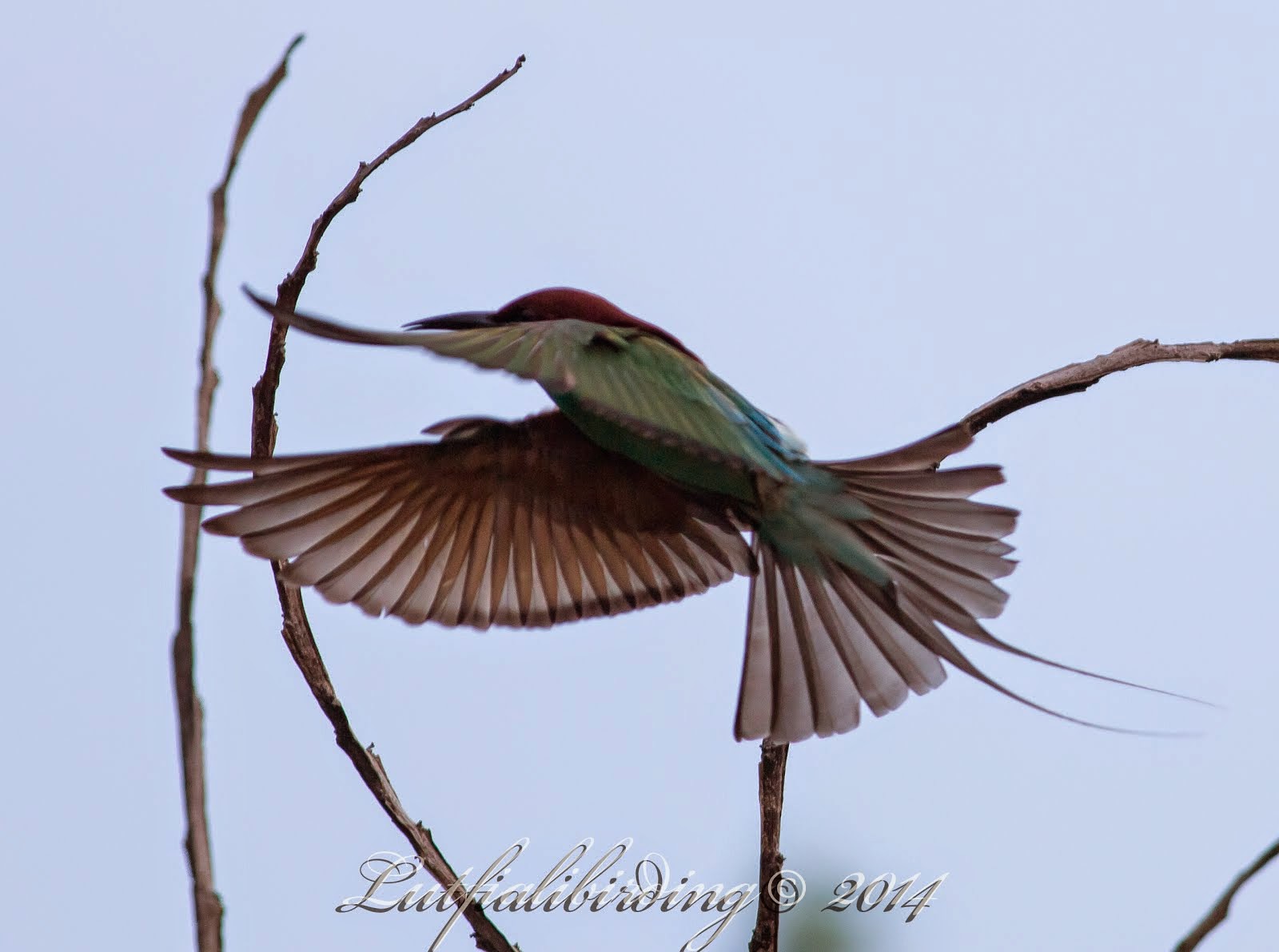 Blue-throated Bee Eater