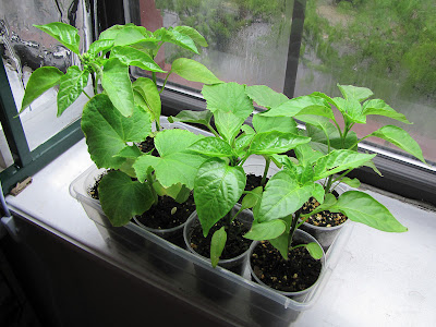 Bucolic Bushwick 2011 Vegetable Seedlings